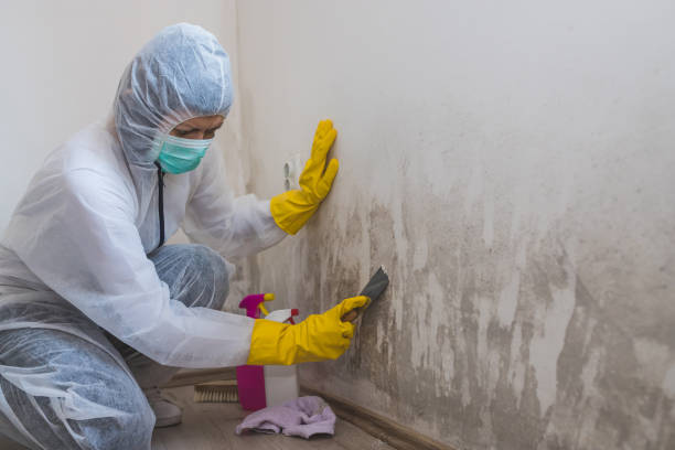 Best Industrial Mold Remediation in Moores Mill, AL