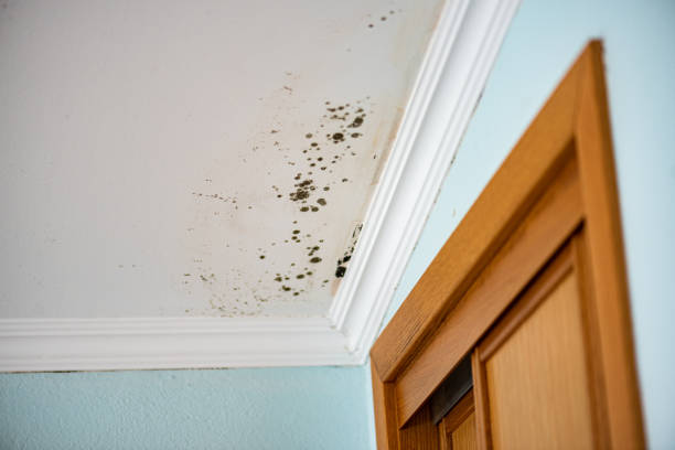 Professional Mold Remediation in Moores Mill, AL