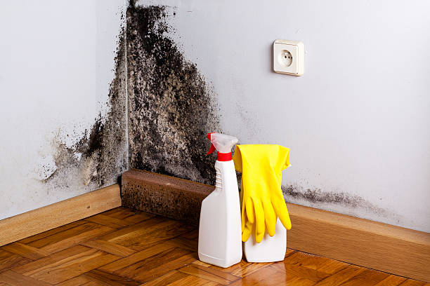 Best Commercial Mold Remediation in Moores Mill, AL