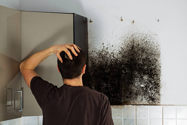 Best Basement Mold Remediation in Moores Mill, AL